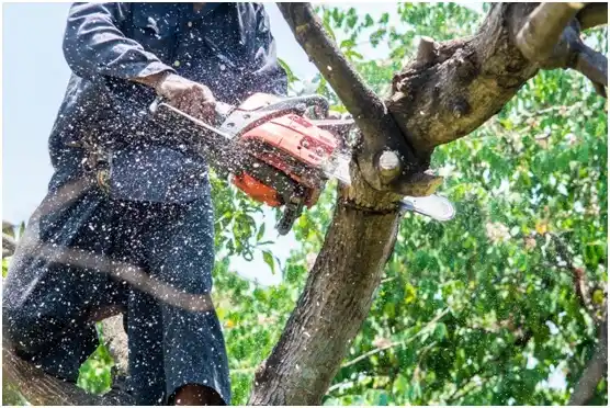 tree services Pine Bluffs